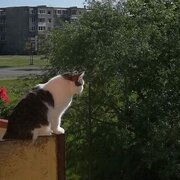 Аватар