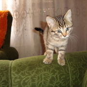 Аватар