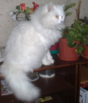Аватар
