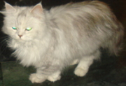 Аватар