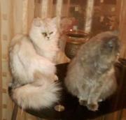 Аватар
