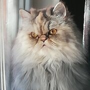 Аватар